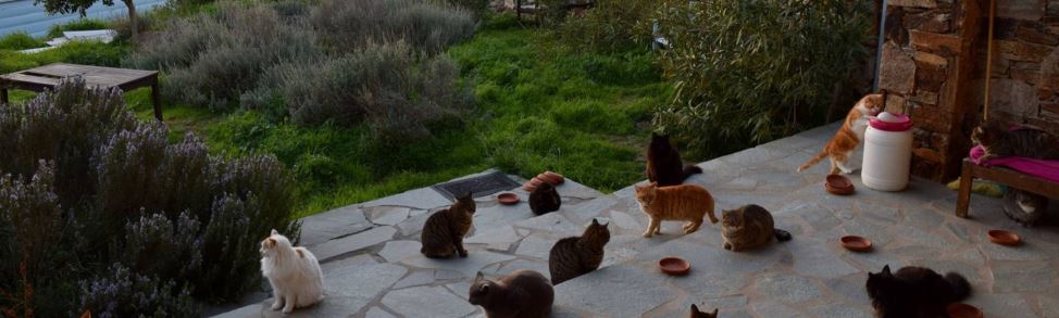 Los gatos en el santuario felino de Siros en Grecia