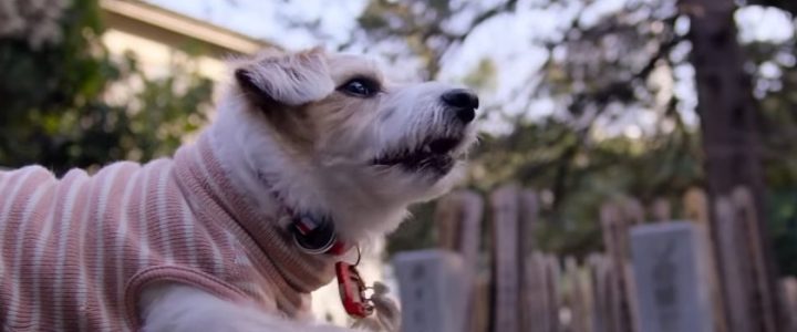 dogs-sera-la-nueva-serie-documental-de-neflix