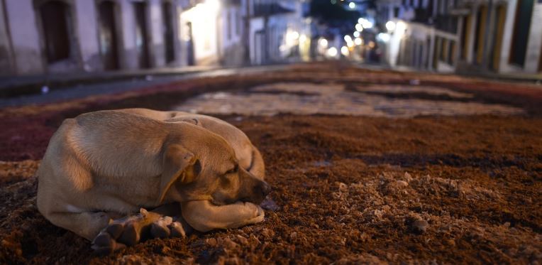 abuelo-encontro-su-mascota-despues-de-3-anos-perdido