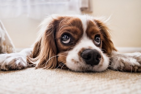 ¡Cuidado! Estos alimentos podrían matar a tu perro