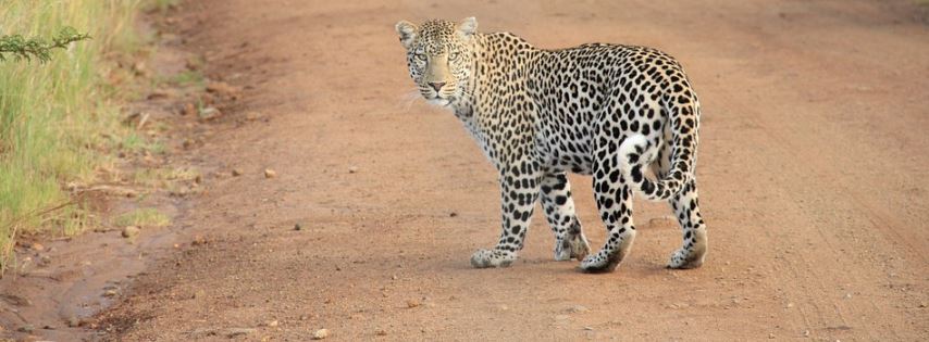 increible-un-taxista-sube-un-pasajero-con-un-leopardo