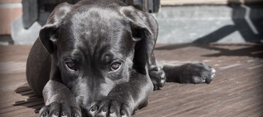 perro-pide-que-le-curen-la-pata-en-una-farmacia