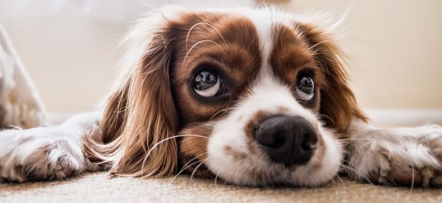 nat-geo-emitira-programa-para-calmar-nuestras-mascotas-en-navidad