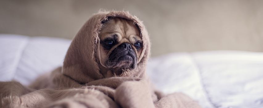 curioso-truco-para-evitar-que-tu-perro-se-asuste-con-la-polvora