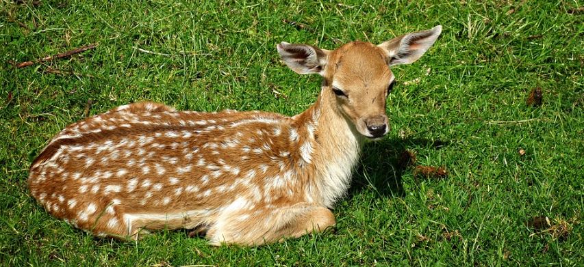 cazador-de-ciervos-es-condenado-ver-bambi-una-vez-al-mes