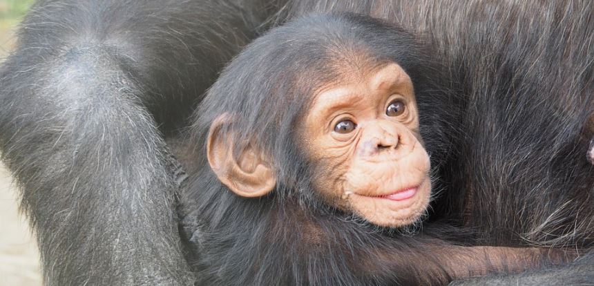 la-tierna-reaccion-de-un-chimpance-al-darse-un-bano