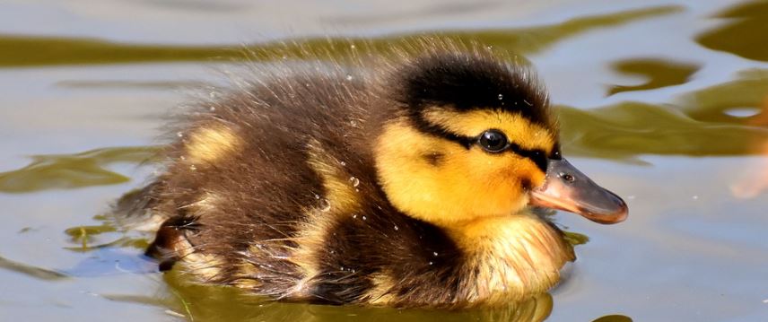 tierno-comercial-de-disneyland-paris-le-da-la-vuelta-al-mundo