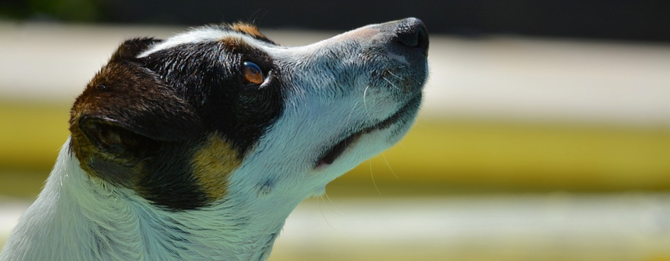 recolectores-rescatan-un-perrito-de-la-basura