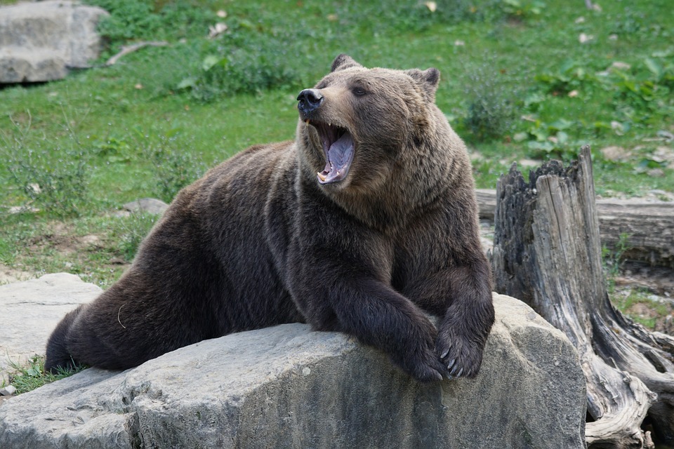 oso-cuida-un-nino-en-un-bosque-durante-dos-dias