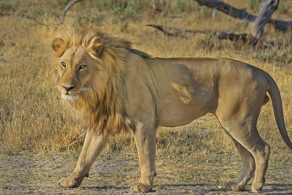 mientras-dormia-asi-ataco-el-leon-su-leona