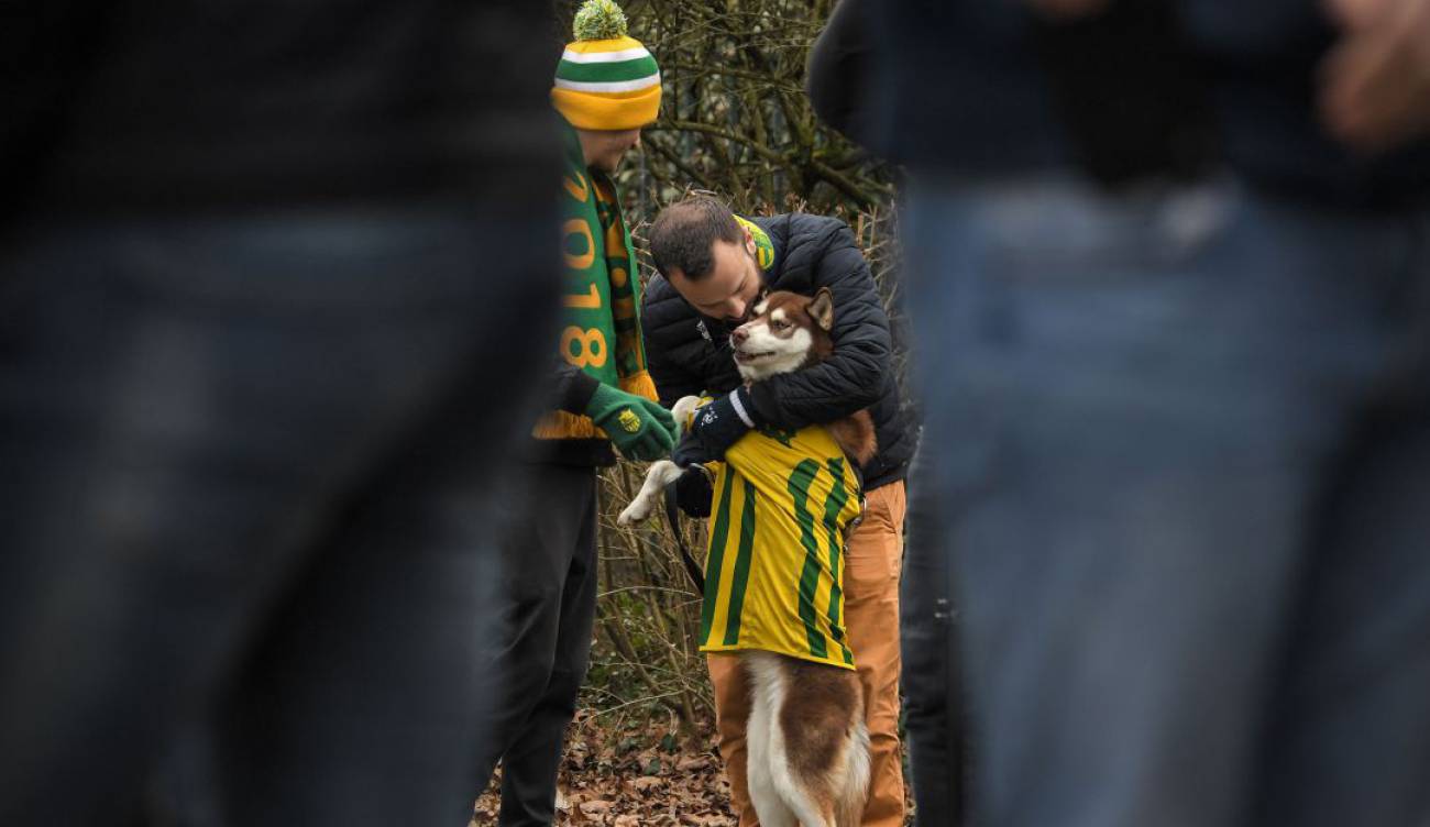 perro-salva-su-amo-guiando-la-ambulancia