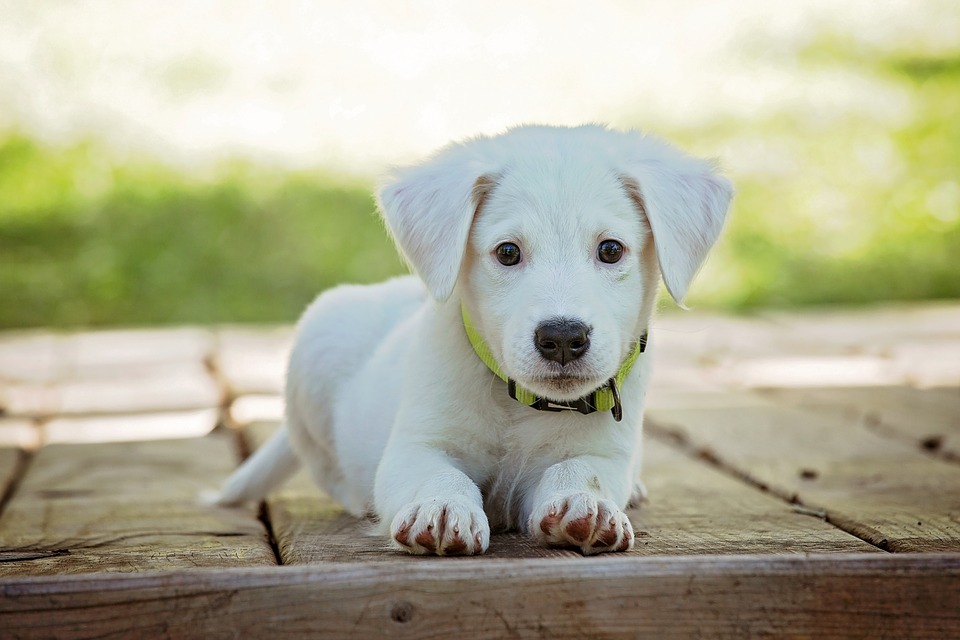 pros-y-contras-de-tener-una-mascota-con-tu-pareja-2