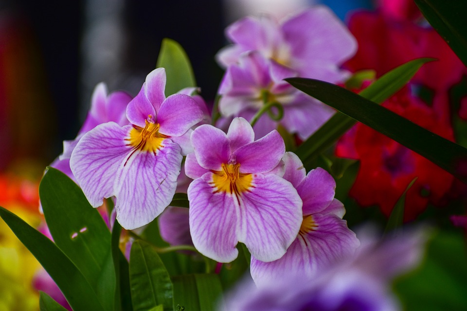 maravilloso-festival-de-orquideas