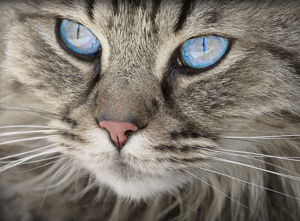 los-gatos-son-el-unico-animal-que-ha-crecido-desde-que-fue-domesticado