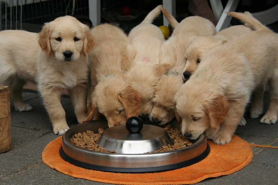 ha-llegado-el-momento-de-poner-tu-perro-dieta