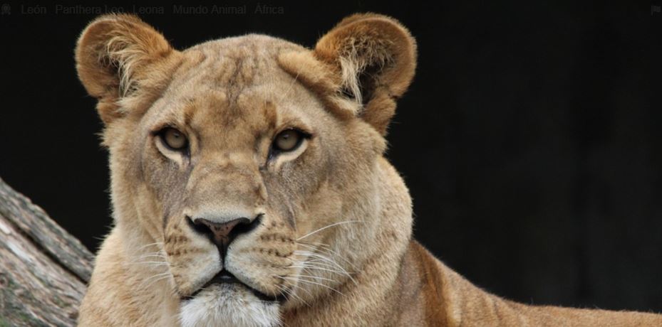 que-crueldad-amputaron-las-garras-de-una-leona-en-zoologico