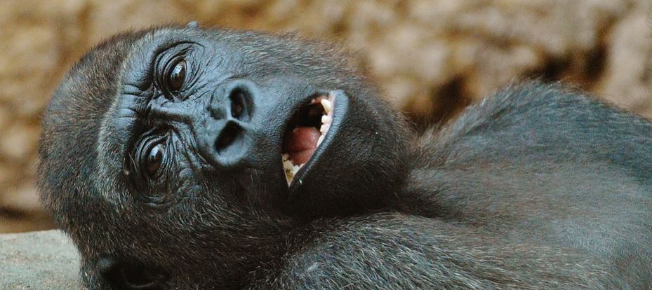 muy-chistosas-asi-posaron-dos-gorillas-para-una-selfie