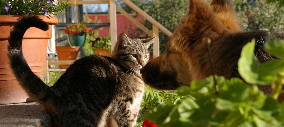 que-valiente-asi-se-enfrento-este-gato-manada-de-perros