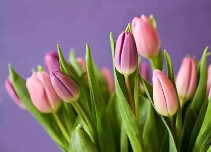 ¡Maravillosos! jardines de tulipanes holandeses