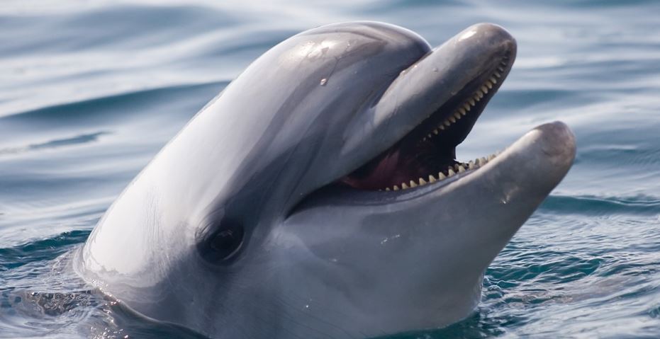 increible-se-le-cayo-el-celular-al-mar-y-delfin-se-lo-devuelve-en-la-mano