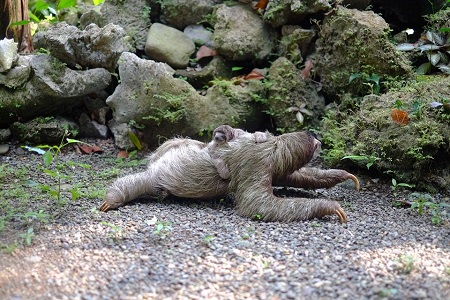 ¡Que ternura! Oso perezoso agradece su rescate