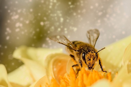 Para tener en cuenta en el Día Mundial de las Abejas