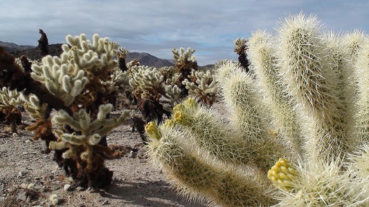 ¿Conoce el Valle de la Muerte?