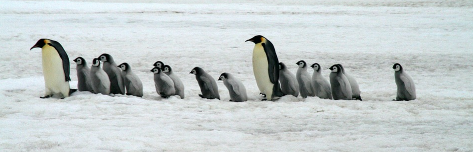 una-tragedia-pinguinos-son-banados-en-petroleo-en-el-oceano-indico