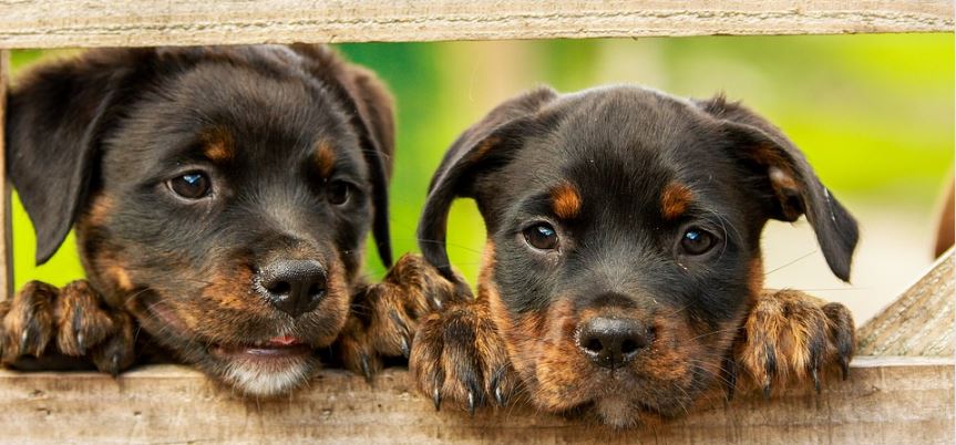 esta-es-la-razon-por-la-cual-la-mirada-de-los-perritos-es-irresistible