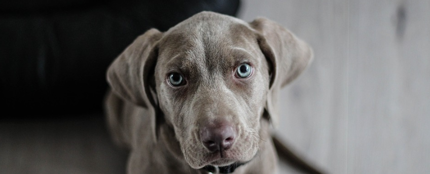 sabias-que-tener-un-perro-ayuda-tener-el-corazon-sano