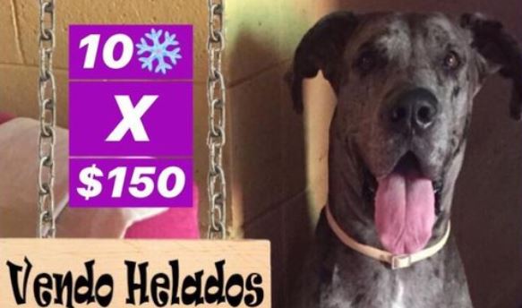 lancer-el-perrito-que-vende-helados-para-paga-tratamiento-contra-el-cancer