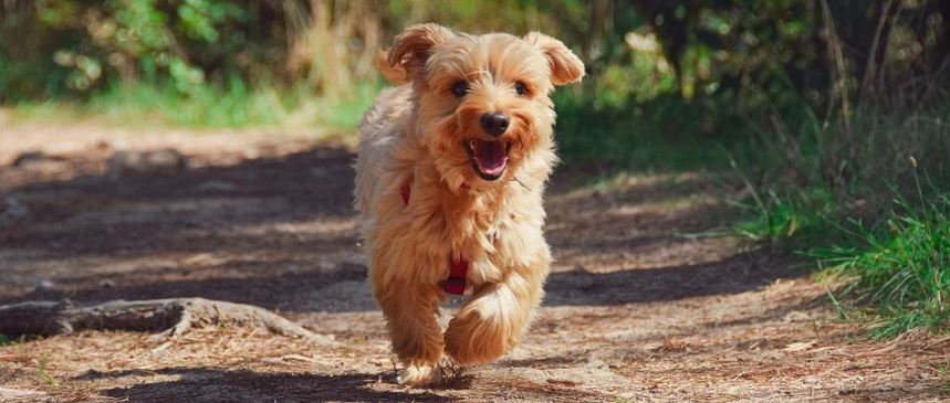 muy-tierno-perrito-agradece-la-mujer-que-lo-alimenta-con-regalos-diarios