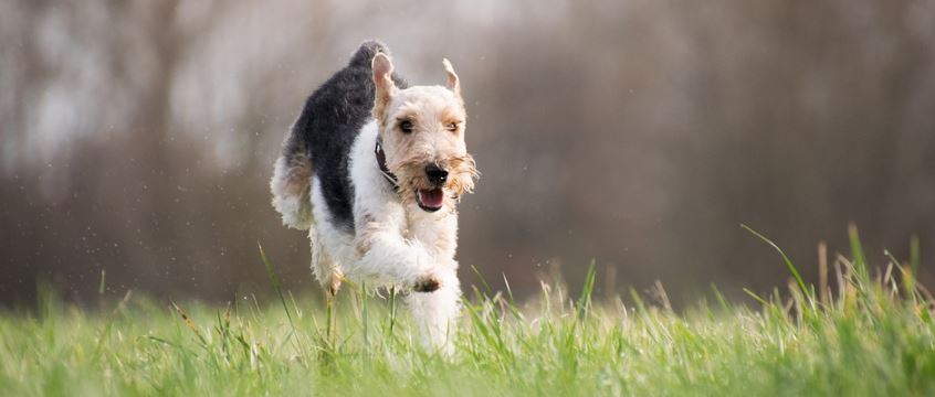 muy-tierna-perrita-se-queda-fuera-de-su-casa-y-toca-el-timbre-para-que-le-abran