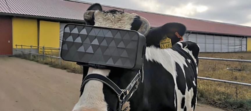 en-rusia-prueban-gafas-vr-vacas-para-que-crean-que-estan-en-el-campo-real