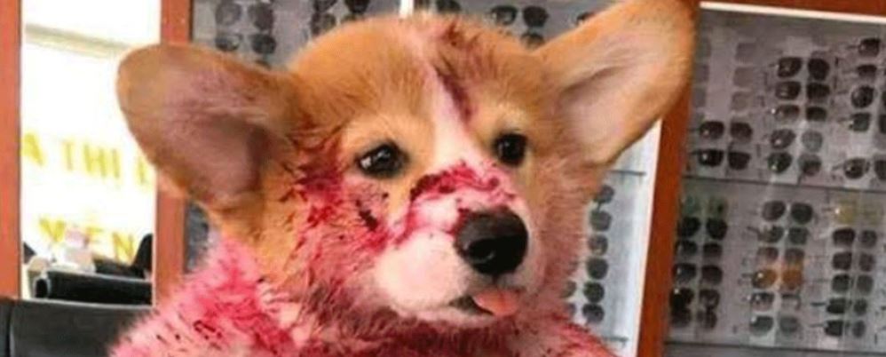 ¡Muy tierno! Perrito de una de pitahaya y asusta a su dueña