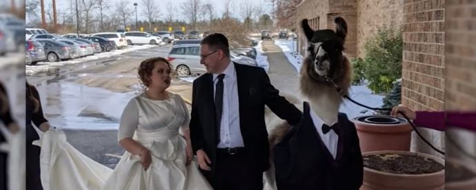 Joven llega a la boda de su hermana en compañía de una llama