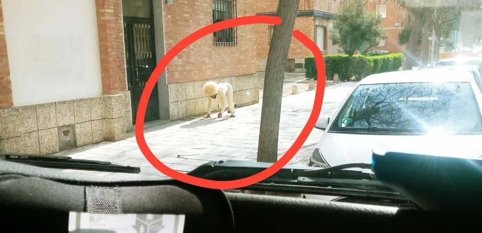 Hombre en España se disfrazó de perro para poder salir a la calle