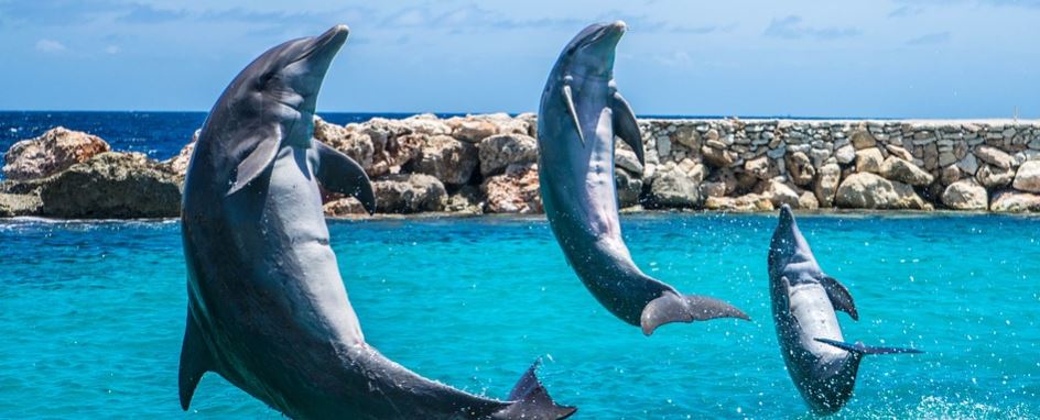 Gracias a la cuarentena, un hombre pudo nadar con varios delfines