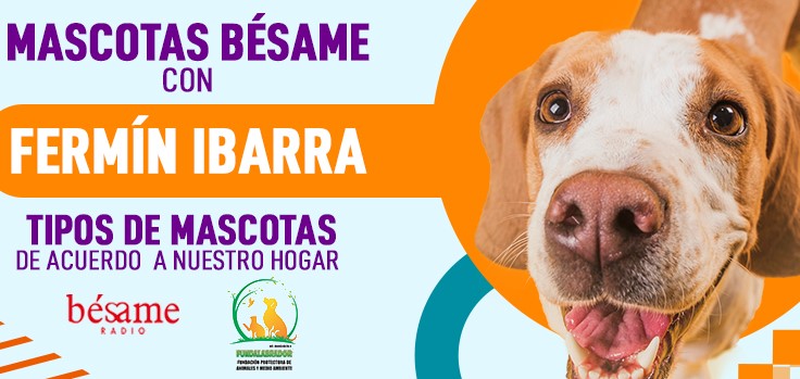 Mascotas Bésame: Tipos de mascotas de acuerdo a nuestro hogar