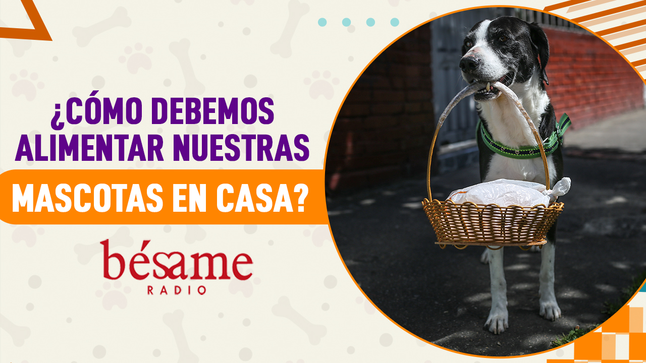 Mascotas Bésame: ¿Cómo preparar el alimento desde casa?