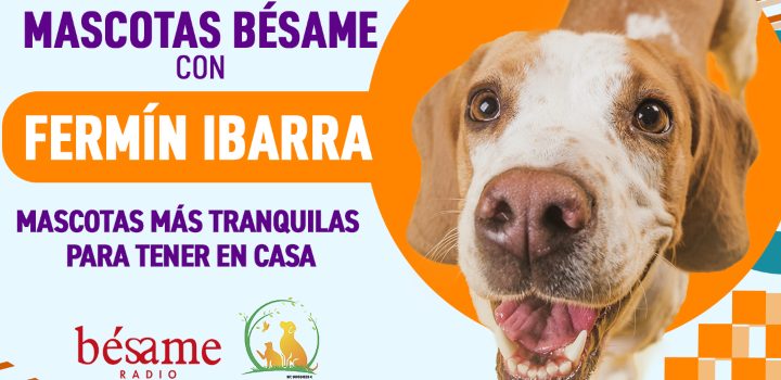 Mascotas Bésame: Mascotas más tranquilas para tener en casa