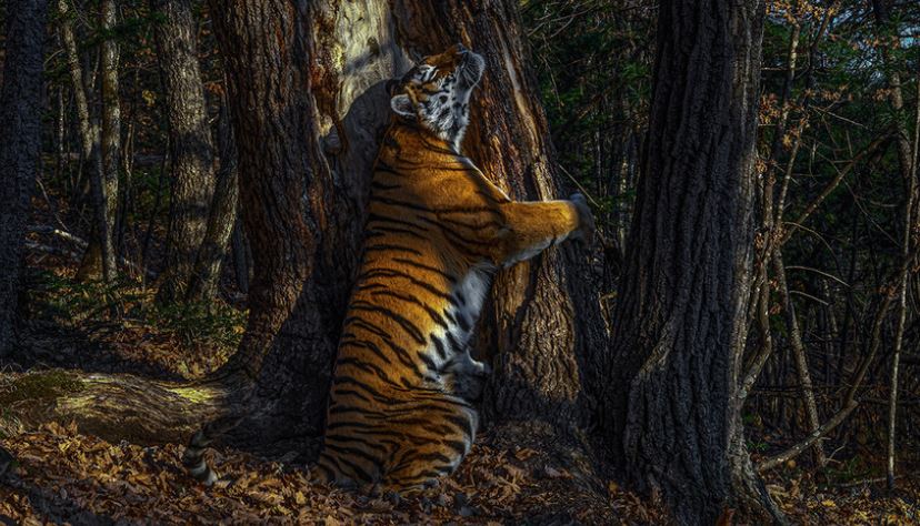 ¡Impresionantes! No se pierda las mejores fotografías de vida salvaje del año 2020