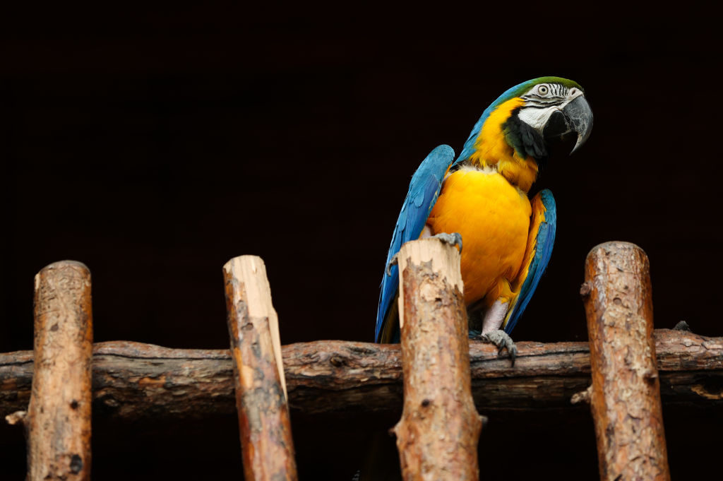 Lora que dejó su adicción a las papas pudo volver a volar