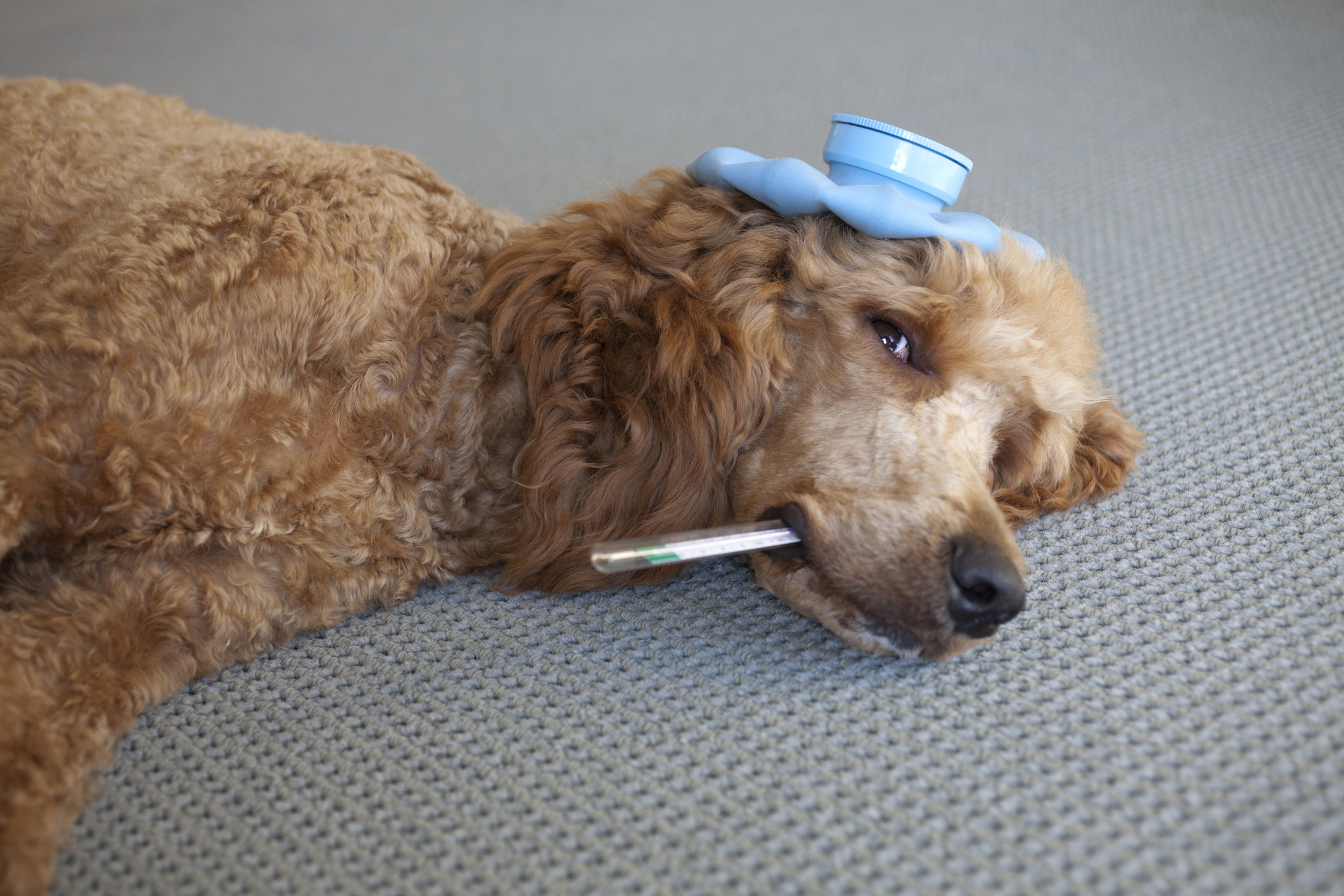 Sick dog with hot water bottle and thermometer