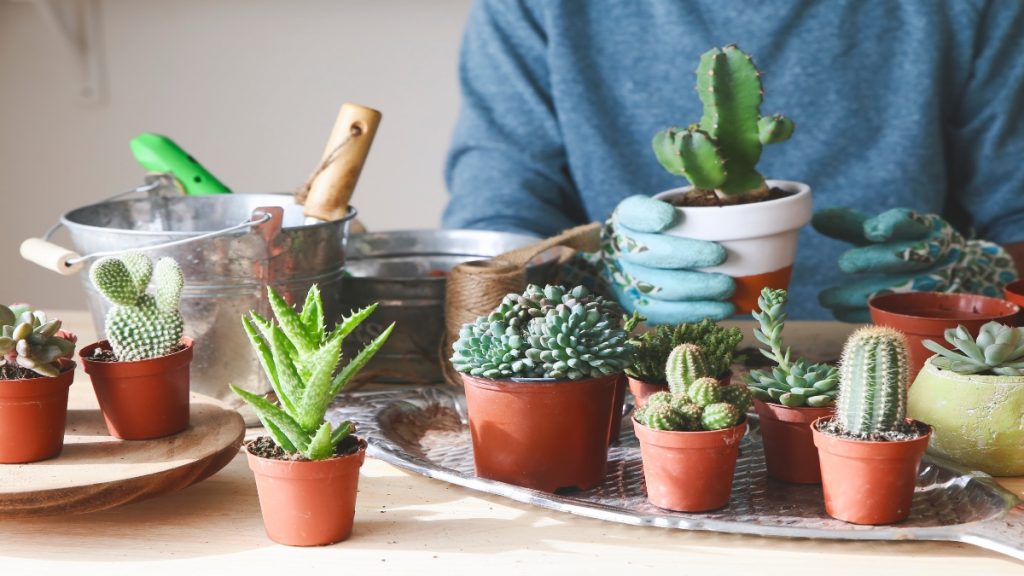 Diferentes especies de cactus (Foto vía Getty Images) 