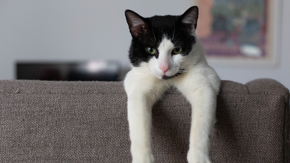 El color de gato que podría atraer la mejor suerte a tu hogar; algunos los rechazan