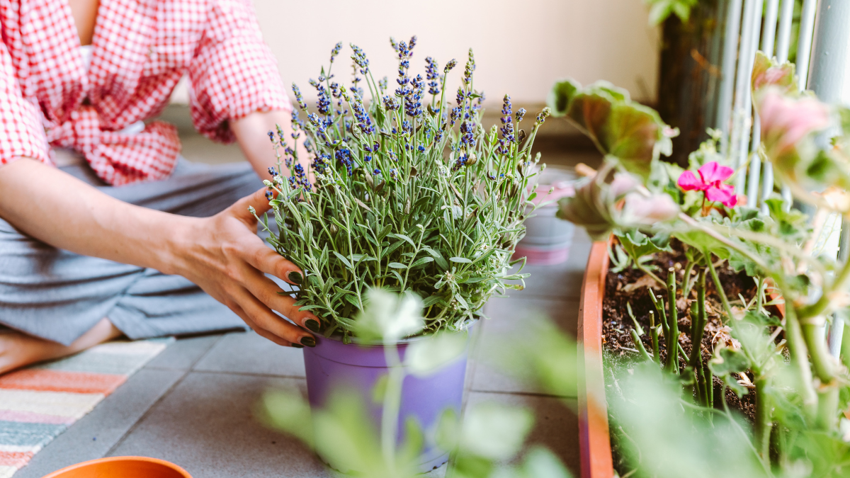 Persona con una planta aromática y más plantas alrededor.