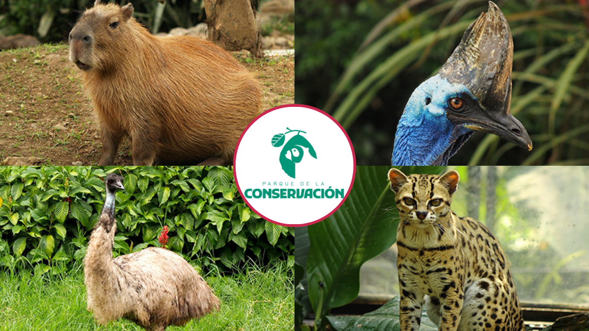 Animales del Parque de la Conservación.