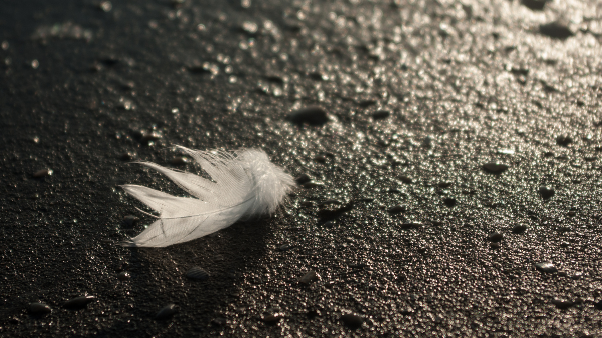 Pluma blanca en el suelo.