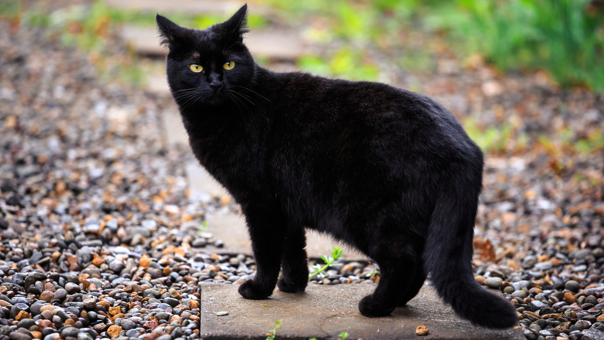 Gato negro en la calle.